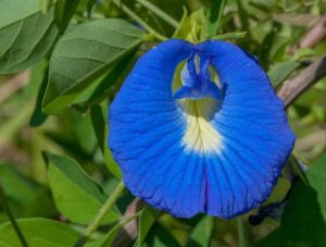 Butterfly pea